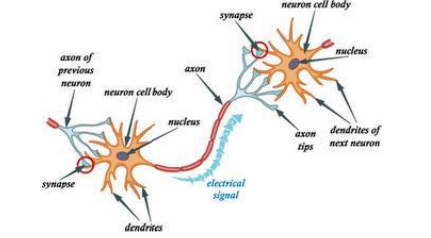 Neuron connection.