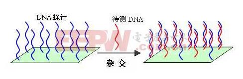 即dna根据碱基配对原则,在常温下和中性条件下形成双链dna分子,但在